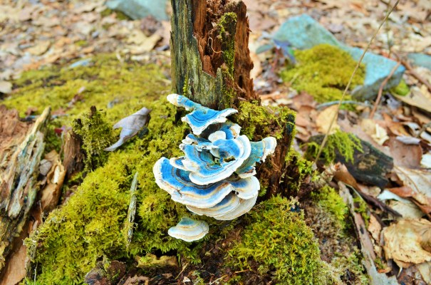 Mushrooms ~ Pine Hill Trail ~ Early Spring